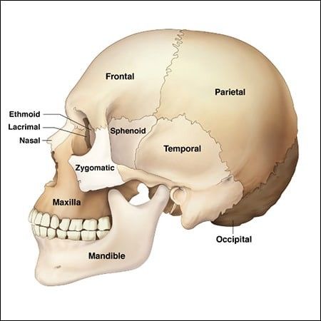 Human Skull Anatomy, Human Muscular System, Psychology Wallpaper, Skull Anatomy, Skeleton Anatomy, Body Diagram, Dental Anatomy, Bone Structure, Muscular System