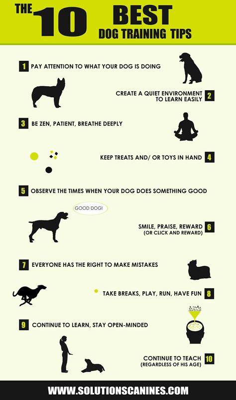 Dog Minding, Diy Dog Collar, Cesar Millan, Best Dog Training, Dog Hacks, Springer Spaniel, Dog Obedience, Dog Training Obedience, Obedience Training