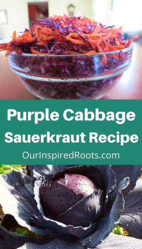 Want to make sauerkraut from purple cabbage in your garden? This recipe makes it easy to turn fresh red cabbage into delicious purple sauerkraut. #sauerkraut #purplesauerkraut #redsauerkraut Cabbage Sauerkraut Recipes, Red Cabbage Fermented Recipes, Red Cabbage Sauerkraut Recipes, Homemade Sourkraut, Sourkrout Recipes, Fermented Red Cabbage, Red Cabbage Sauerkraut, Fermenting Recipes, Fermenting Foods