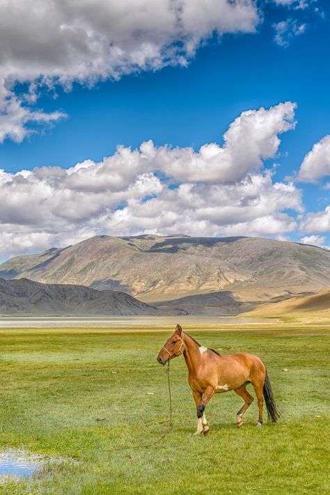 Photograph Mongolian wild horse #1690 by Andreas Liem on 500px All Horse Breeds, Pictures Of Nature, Wild Horse, Best Pictures, Horse Breeds, 3d Wallpaper, Wild Horses, Mongolia, Post It