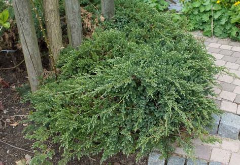 Juniperus squamata 'Blue Carpet' (Flaky Juniper) Juniperus Squamata, Plants To Grow, Specimen Trees, Foundation Planting, Best Plants, Planting Shrubs, Coastal Gardens, Covered Garden, Blue Carpet