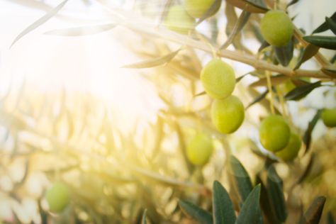 For anything worth pursuing in life, we must persevere when outcomes are uncertain, and cultivate persistence by trusting that our efforts will bear fruit. Backyard Food, Food Forest Garden, Olive Leaf Extract, Berry Bushes, Blueberry Bushes, Food Forest, After Sun, Olive Leaf, Eating Raw