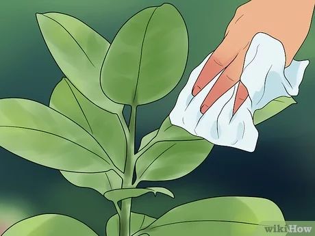 Clean Plant Leaves, Cactus Pictures, Elephant Ear Plant, Plant Hacks, Rubber Plant, Peace Lily, Elephant Ears, Water Spots, African Violets