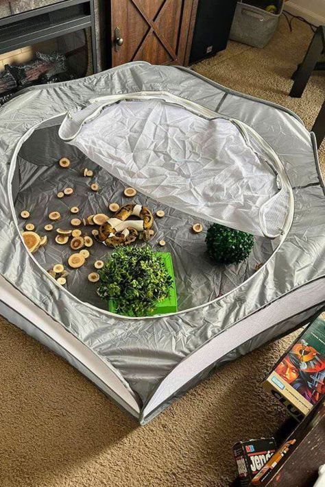 Do you want to enrich your pet snake with toys? Here are 25 snake toy and enrichment activity ideas you can apply. Ball Python Enrichment, Turtle Enrichment, Snake Setup, Python Enclosure Ideas, Snake Enrichment, Python Enclosure, Pet Snakes, Plan Board, Snake Enclosure