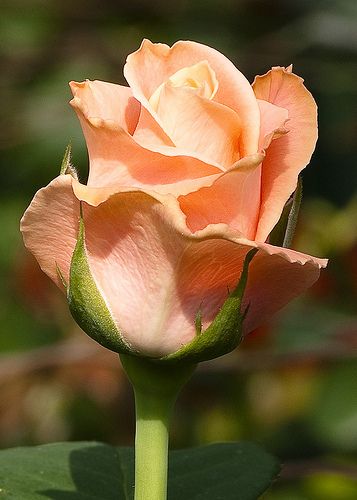 My small group leader, JJ, gave me a rose last night that looked just like this one. =) Pastel Orange, Coming Up Roses, Hybrid Tea Roses, Growing Roses, Love Roses, Peach Roses, Beautiful Rose Flowers, Tea Roses, Love Rose