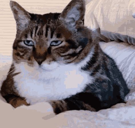 Speechless GIF - Speechless - Discover & Share GIFs Meme Caption, Tag Your Friends, Funny Cute Cats, No Name, Cat Gif, Alien Logo, Cool Cats, Sloth, Funny Cute