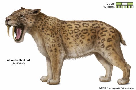 Any of the extinct catlike carnivores belonging to either the extinct family Nimravidae or the subfamily Machairodontinae of the cat family (Felidae). Named for the pair of elongated... Canine Teeth, Big Cat Family, Sabertooth Tiger, Canine Tooth, Tiger Pictures, Ancient Animals, Extinct Animals, Tiger Art, Prehistoric Creatures