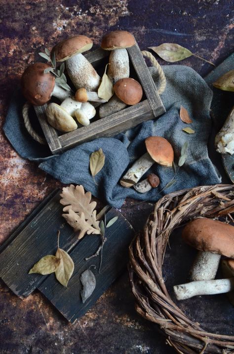 a group of mushrooms sitting on top of a table photo – Free Plant Image on Unsplash Mushroom Still Life, Autumn Still Life, Blue Harvest, Creative Commons Images, Plant Images, Fallen Leaves, Free Plants, City Wallpaper, Grey Wallpaper