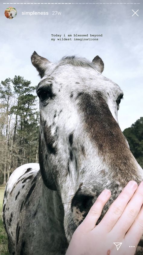 Caption For Horse Picture, Equestrian Captions Instagram, Horse Instagram Captions, Horse Captions Instagram, Equestrian Captions, Horse Instagram Story, Insta Search, Instagram Story Views, Instagram Account Ideas