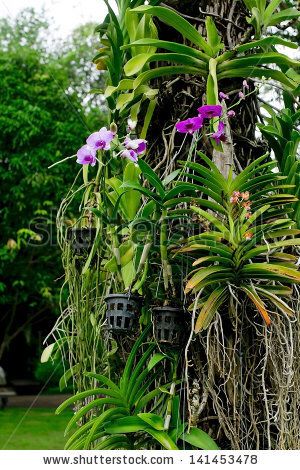 How to grow orchids on trees Orchid On Tree, Orchids On Trees, Orchid Diseases, How To Grow Orchids, Grow Orchids, Trunk Design, Orchid Roots, Gravel Landscaping, Growing Grass