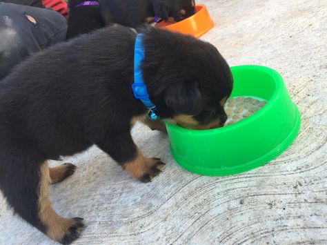 Feeding puppy 3rd week Feeding Puppy, Lovers Pics, Your Awesome, Food Industry, Dog Food, Landing Page, Dog Lovers, Kittens, Puppies