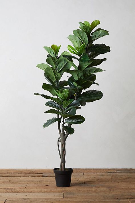 Faux Fiddle Leaf Fig Tree, 5' | Anthropologie Faux Fiddle Leaf Fig Tree, Clematis Trellis, Fiddle Leaf Tree, Fiddle Leaf Fig Tree, Ficus Lyrata, Ficus Tree, Living Room Corner, Pothos Plant, Room Corner