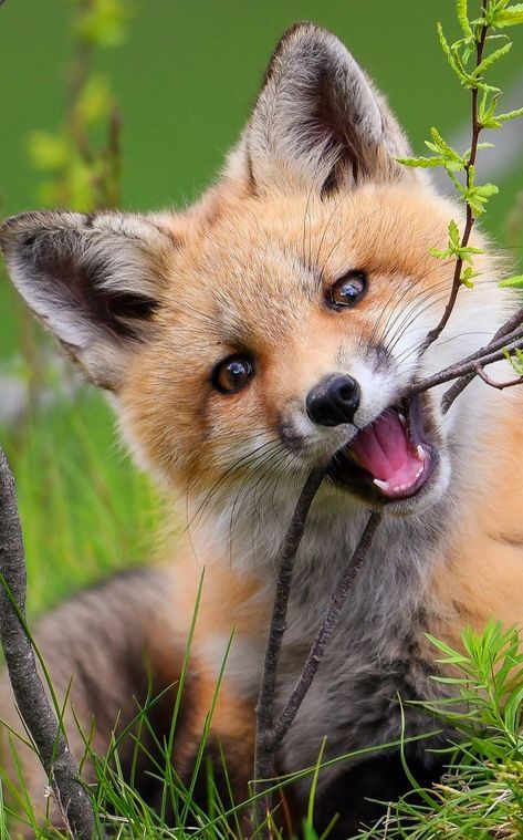 Cute Wallpapers Dogs, Cute Fox Pictures, Fox Eyeliner, Silly Fox, Fox Aesthetic, Fox Nails, Fox Images, Fox Crafts, Fox Pictures