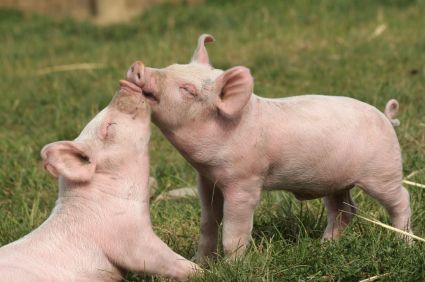 Pig Reference, Pig Kiss, Farm Sanctuary, Mini Pigs, Pet Blog, Cute Piggies, Pet Pigs, Baby Pigs, Human Species