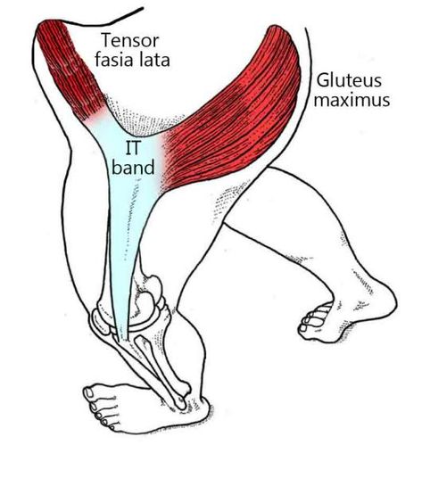 of Tfl Muscle, Punkty Spustowe, Hip Anatomy, Human Muscle Anatomy, Bolesti Chrbta, Sports Therapy, Yoga Anatomy, Human Body Anatomy, Lower Limb