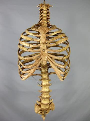 Amazon.com: Skeleton Spine and Rib Cage- Life-Size- 2nd Class- Aged Version Bone Study, Anatomy Studying, Anatomy Resources, Skeleton Spine, Human Ribs, Human Rib Cage, Life Size Skeleton, Mummy Costume, Anatomy Bones