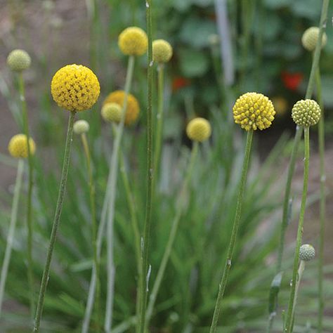 https://www.seedsavers.org/category/flowers Drumstick Flower, Craspedia Globosa, Amaranth Flower, Lemon Centerpieces, Globe Flower, Avant Garden, Garden 2023, Tropical Flower Arrangements, Globe Amaranth