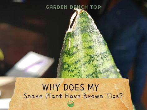 Wondering what causes snake plant brown tips? Learn the potential causes and, more importantly, the solutions for brown tips developing on your houseplant Snake Plant Brown Tips, Brown Tips, House Plants Indoor, Brown Spots, Snake Plant, New Growth, Gardening Tips, Fix It, Indoor Plants