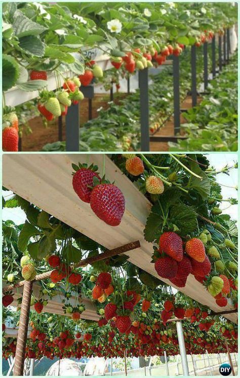 Hydroponic Strawberries, Plantarea Legumelor, Raised Garden Bed Plans, نباتات منزلية, Strawberry Garden, Vertical Garden Diy, Diy Raised Garden, Backyard Vegetable Gardens, Raised Garden Beds Diy