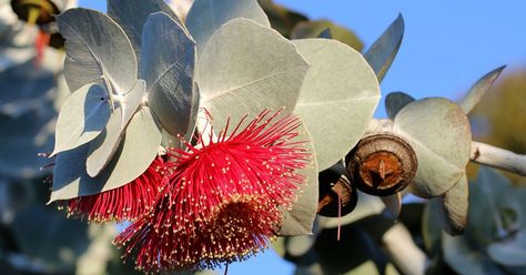 Fast-growing exotic species like radiata pine, acacia, and eucalyptus are commonly used in forestry and carbon sequestration efforts. Indeed, tree-planting may be an important part of combating the worst effects of climate change. But a new study in Science documenting the complex interactions between invasive species and their environment shows why some of those efforts might not sow the carbon storage they intend. Eucalyptus Deglupta, Australian Trees, Carbon Sequestration, Feuille Eucalyptus, Radiata Pine, Palm Plant, Leaf Texture, Lotus Blossom, Invasive Species