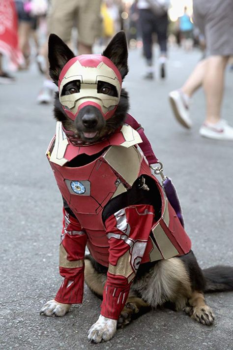 Comic-Con 2018: Cosplay Cute Dog Halloween Costumes, Best Dog Costumes, Cute Dog Costumes, Pet Halloween Costumes, Dog Halloween Costumes, Man And Dog, Dog Costumes, Dog Costume, Cute Funny Dogs