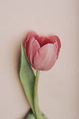 Stocksy United – Premium, royalty-free stock photography and cinematography Tulip Single, Pale Pink Color, Tulip Flower, Color Paper, Pink Tulips, Stock Photography Free, Tulips Flowers, Cinematography, Pale Pink