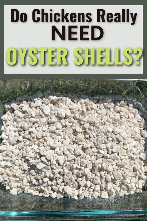 Are your hens laying soft-shelled eggs? That's a sign that your chickens don't have enough calcium. One way to give your hens a boost of calcium is to provide oyster shells. Learn when you need to give oyster shells and how to give them to your flock. #backyardchickens #chickens #oystershells Dream Farm, Laying Hens, Yard Project, Dyi Projects, Oyster Shells, How To Give, Stuffed Shells, Oyster Shell, Chickens Backyard