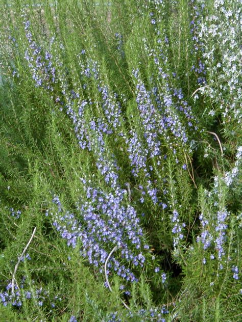 Rosmarinus 'Tuscan Blue' (Tuscan Blue Rosemary) Tuscan Blue Rosemary, Pale Blue Flowers, Front Yard Plants, Rosemary Plant, Backyard Plants, Blue Plants, Perennial Herbs, Rosmarinus Officinalis, Mid Summer