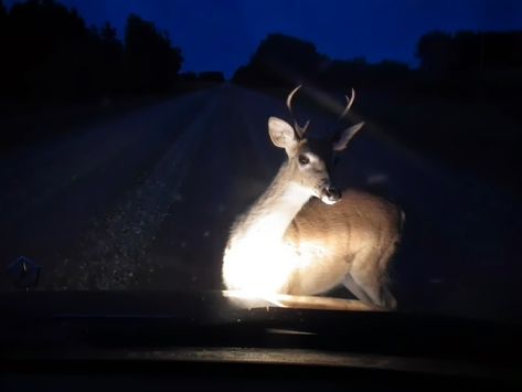 Sophia's Blog A Deer, At Night, Deer, Road