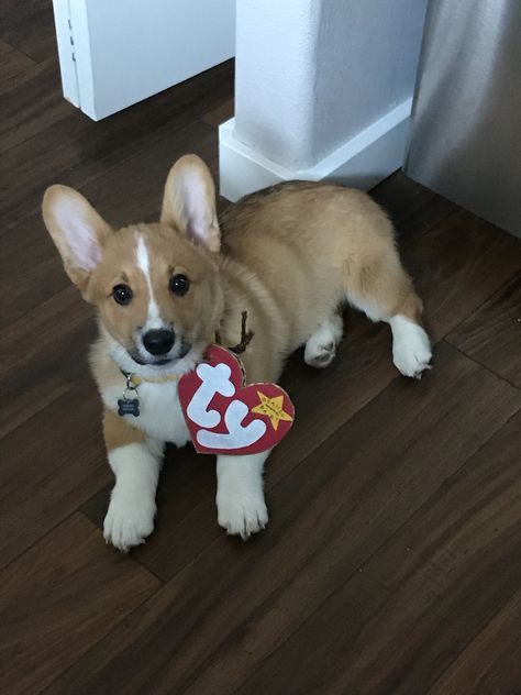 Corgi Dog Costumes, Costumes For Corgis, Corgi Costume Halloween, Corgi Halloween Costumes, Corgi Costume, Corgi Names, Corgi Puppies, 3 Month Old, Puppy Names