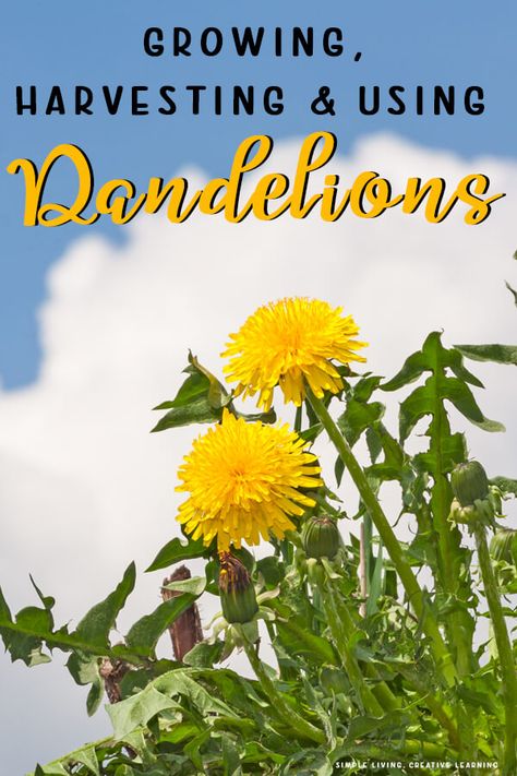 Maize Plant, Dandelion Plant, Dandelion Root, Dandelion Flower, Homemade Remedies, Creative Learning, Food Garden, How Do I Get, Simple Living