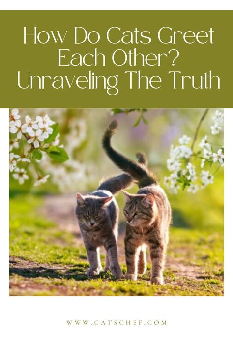 We’re guilty of wondering whether cats communicate with each other the same way humans communicate with other humans, right?

Do cats meow at each other and know what each meow means? Do cats even need to communicate with each other through meows or other means?


#catschef #cat #cats #kitten #kittens #catlover #catlovers #catlife #catoftheday #meow #pets #cute #love #animals #animallovers #kitty #kittycat #persiancat #mainecoon #ragdollcat #siberiancat Cat Communication, Communication Methods, Pets Cute, Cat Stands, Siberian Cat, Physical Touch, Get Off Me, Love Animals, T Lights