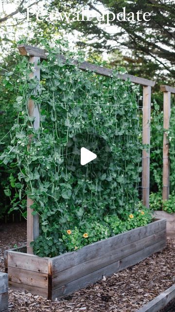 Snap Pea Trellis, Pea Growing, Pea Trellis, Vining Plants, Trellis System, Growing Pumpkins, Pole Beans, Crop Rotation, Gardening 101