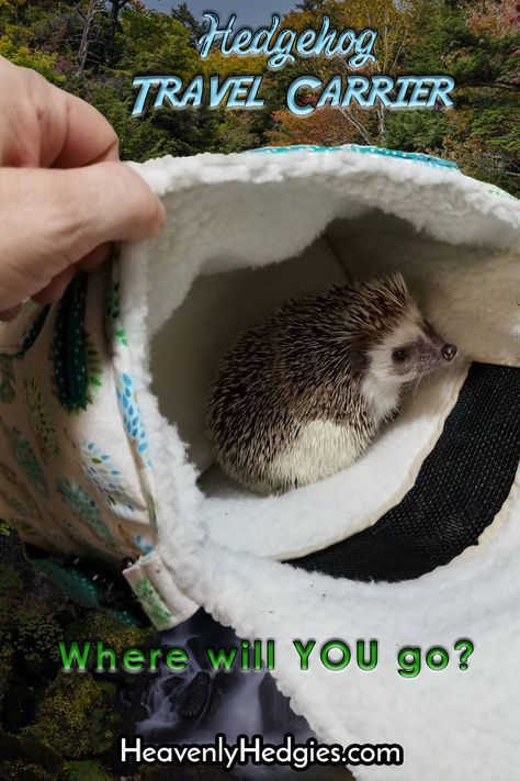 Hedgehog Carrier, Diy Hedgehog Toys, Hedgehog Cage Ideas, Hedgehog Travel, Hedgehog Ideas, Hedgehog Facts, Hedgehog Care, Hedgehog Accessories, Pet Hedgehog