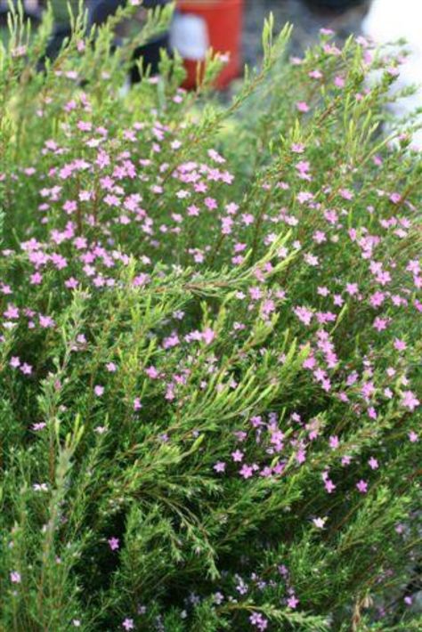 PINK BREATH OF HEAVEN
An airy, pleasantly fragrant evergreen shrub. Branches are flimsy and clothed in fine, needle-like leaves. Dainty pinkish flowers dot the bright green foliage. Attracts bees and other pollinators.
USDA zones: 9 - 10
Sunset zones: 7 - 9, 14 - 24
Mature size: 4 - 6 feet high and wide
Light needs: full sun or light shade
Water needs: moderate to regular water Breath Of Heaven Plant, Pool Planters, Heaven Landscape, Breath Of Heaven, Rabbit Resistant Plants, Garden Paradise, Backyard Plants, Plant Catalogs, Landscape Plan