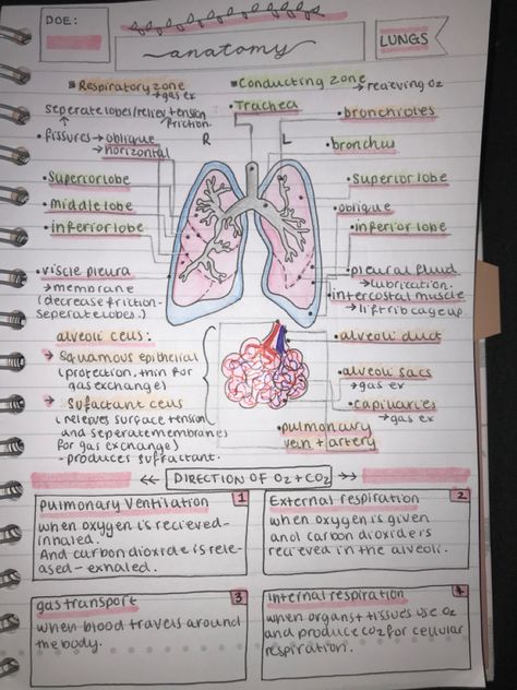 Teas Science Notes, Biomedical Science Notes, Anatomy Drawing Notes, Lungs Drawing Anatomy, Lungs Drawing, Anatomy Notes, Drawing Notes, Gas Exchange, Biochemistry Notes