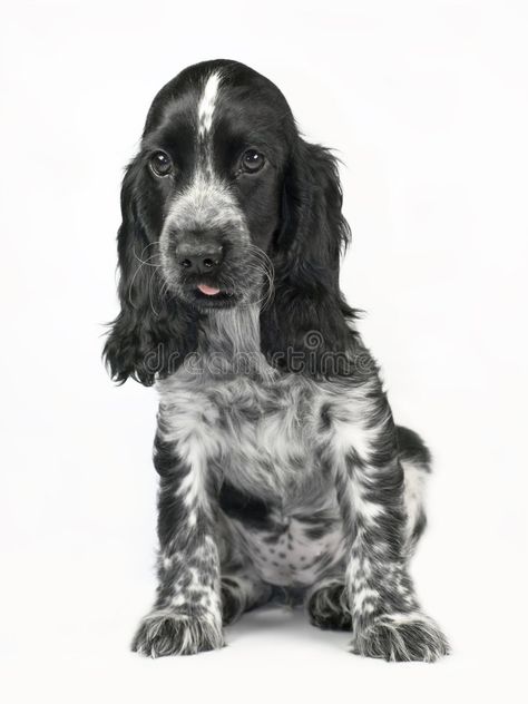 Cocker Spaniel. Black and white isolated on white #Sponsored , #AD, #ad, #Spaniel, #white, #Black, #Cocker Cocker Spaniel Black And White, Black Cocker Spaniel Puppies, Black And White Cocker Spaniel, Blue Roan Cocker Spaniel, White Cocker Spaniel, Baby Language, Black Cocker Spaniel, Cocker Spaniel Puppies, Cocker Spaniel Dog