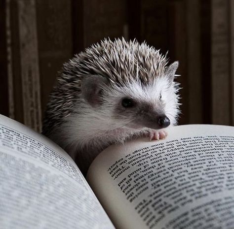 Cinnamon The Hedgehog Is Living Her Best Life, Here’s Her Average Day (17 Pics) Hedgehog Day, A Hedgehog, Animal Companions, Relax Time, The Hedgehog, Walking In Nature, Reading Light, Best Life, Bored Panda