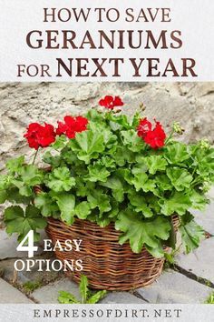 4 Easy Ways to Overwinter Geraniums | Empress of Dirt Overwinter Geraniums, Geraniums Indoors, Overwintering Geraniums, Winter Planting, Growing Geraniums, Geranium Care, Geraniums Garden, Potted Geraniums, Geranium Plant