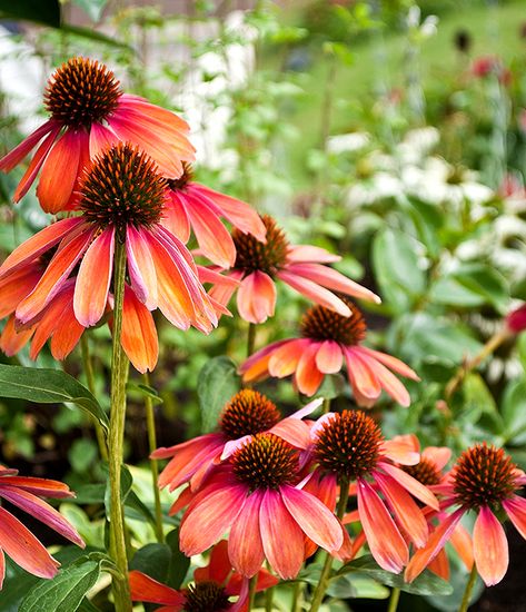 Echinacea 'Cheyenne Spirit': Perennial Market Echinacea Companion Plants, Cheyenne Spirit Coneflower, Echinacea Plant, Green Twister Echinacea, Common Wildflowers, Pink Echinacea, Echinacea Cheyenne Spirit, Echinacea Purpurea, Border Plants