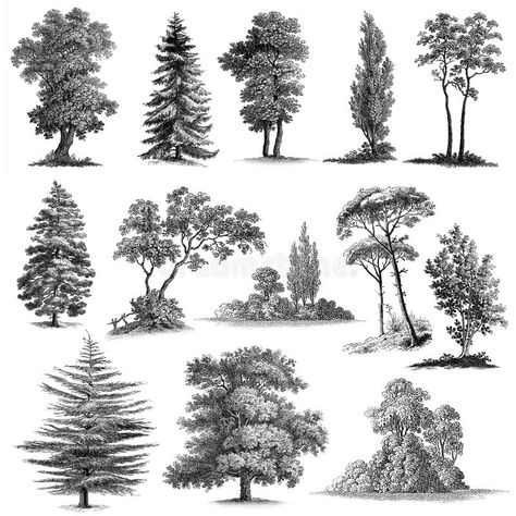 Tree Drawings Pencil, Tree Sketches, Landscape Sketch, Tree Clipart, Canvas For Beginners, Vintage Drawing, Vintage Tree, Tree Silhouette, Tree Drawing