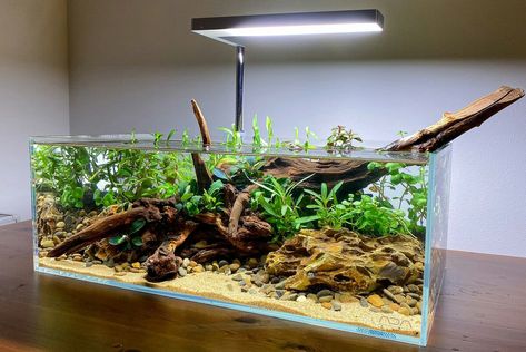 Aquascape Inspiration, Aquascape Ideas, Axolotl Tank, Fish Tank Themes, Aquarium Garden, Cool Fish Tanks, Fresh Water Fish Tank, Aquarium Setup, Planted Tank