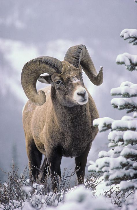 Bighorn Ram, North American Animals, Big Horn Sheep, Bighorn Sheep, Long Horn, Jasper National Park, Mountain Goat, Airbrush Art, Dark Forest Green