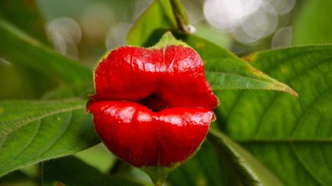 Hooker's lips: A tropical plant with enchanting red bracts - CGTN Hot Lips Plant, Egret Orchid, Flying Duck Orchid, Monkey Orchid, Euphorbia Milii, Strange Flowers, Red Plants, Unusual Plants, Blooming Plants