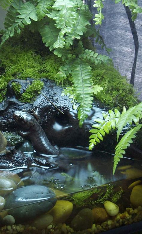 Tiger Salamander Enclosure, Salamander Enclosure, Salamander Tank, Salamander Terrarium, Bioactive Vivarium, Tiger Salamander, Frog Terrarium, Cool Fish Tanks, Indoor Water Garden