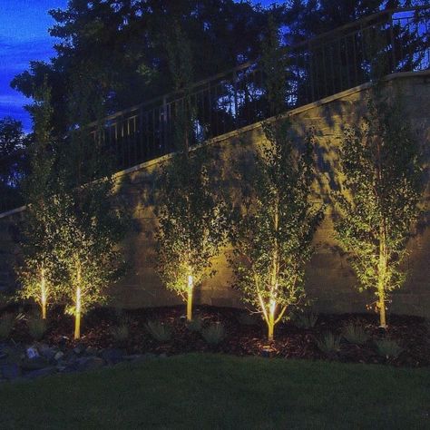 Top 70 Best Landscape Lighting Ideas - Front And Backyard Illumination Lighting Palm Trees, Backyard Illumination, Garden Illumination, Landscaping Lighting, Backyard Fence Decor, Diy Backyard Fence, Backyard Trees, Driveway Lighting, Landscape Lighting Design