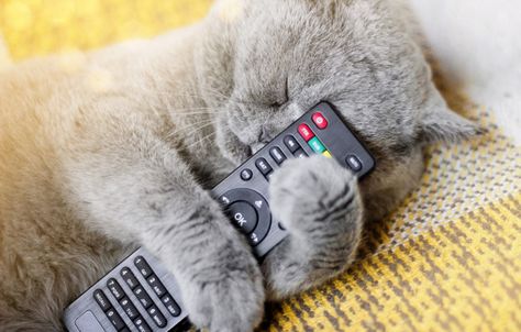 The cat is sleeping with a tv remote. cat and remote. sleeping cat. Premium Photo Remote Inktober, Cat Watching Tv, Spanish Movies, Inktober 2024, Learn From Your Mistakes, Cat Playing, Photo Editing Software, Watching Tv, A Tv