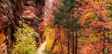 From north to south, here are a few places where you're sure to see some excellent fall foliage this year.\n\n Zion Ponderosa Ranch Resort, Zion Utah, The Narrows, Cascade National Park, Utah Adventures, Sundance Kid, Fall Getaways, North Cascades National Park, National Park Photos