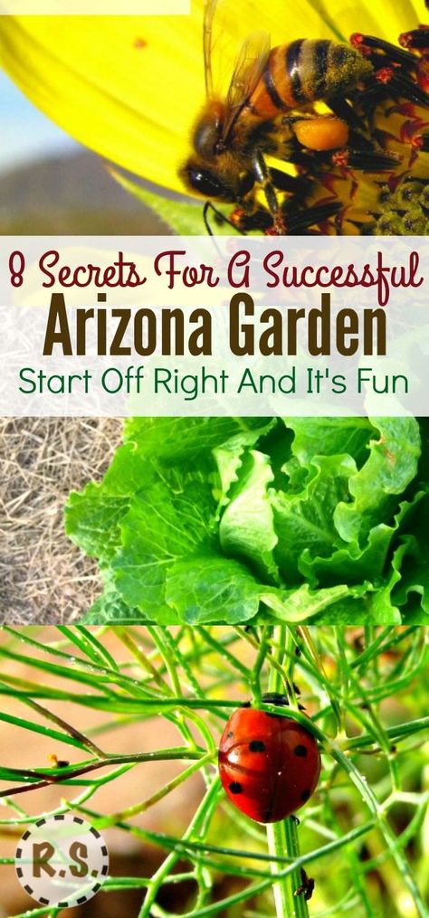 Furniture Top View, Arizona Gardening, Diy Garden Patio, Hot Desert, Decoration Shabby, Vegetable Garden For Beginners, Organic Vegetable Garden, Desert Garden, Homestead Survival