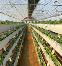 Hydroponic Grow Systems, Hydroponic Farming, Farming System, Polycarbonate Greenhouse, Kinds Of Vegetables, Grow System, New Farm, Hydroponics System, Hydroponic Gardening